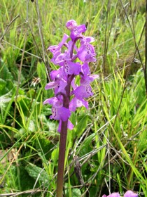 Casa do Forno - Quinta Amoreira