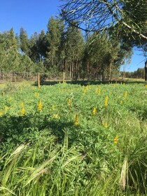 Montum Farm Living
