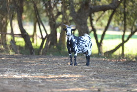 Quinta da Samoqueirinha