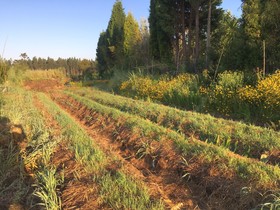 Casa das Tres Aguias