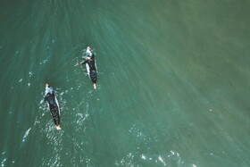 Noah Surf House