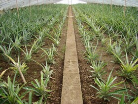 QVA - Quinta Velha das Amoreiras