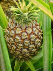 QVA - Quinta Velha das Amoreiras