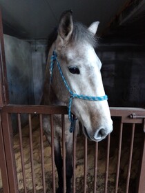 Coudelaria Residence