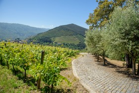 Quinta do Bosque