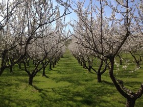 Quinta da Pereira e Enricas
