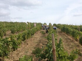 Quinta da Pereira e Enricas