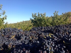 Quinta da Pereira e Enricas