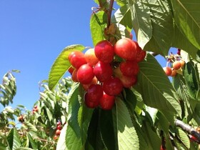 Quinta da Pereira e Enricas