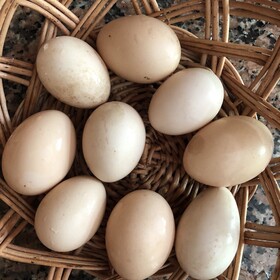 Serbian Folk Resort Rashaville