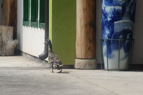 Serbian Folk Resort Rashaville