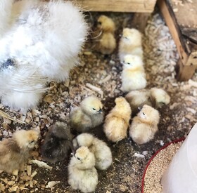 Serbian Folk Resort Rashaville