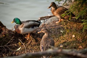 Country Resort Hotel