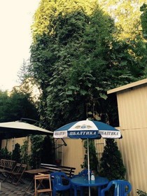 Guest House Grifon