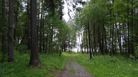 Guest Complex Silent Forest