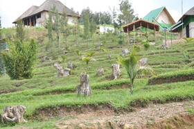 Nyungwe Nziza Ecolodge