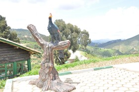 Nyungwe Nziza Ecolodge