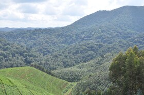 Nyungwe Nziza Ecolodge