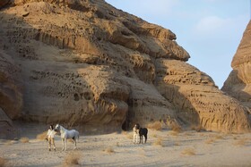 Banyan Tree AlUla