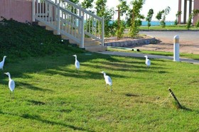 Golden Marina Resort