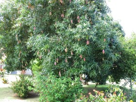 Daniella's Bungalows