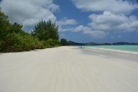 Heliconia Grove