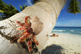 Cousine Island Resort