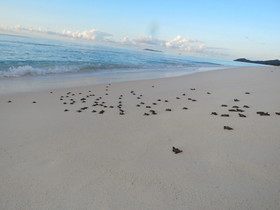 Cousine Island Resort