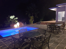The Olive Tree