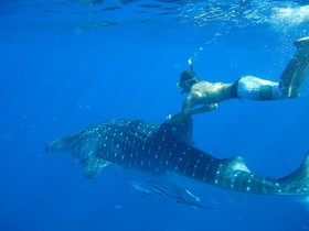 Ocean Jewels