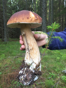 Kungskvarnen Borgvik