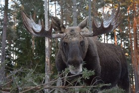 Algparkens Stugby