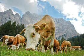 Bohinj ECO Hotel
