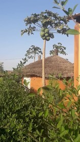 Campement Baobab