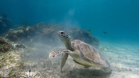 Harbour Club Villas & Marina