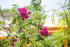 Kokomo Botanical Resort