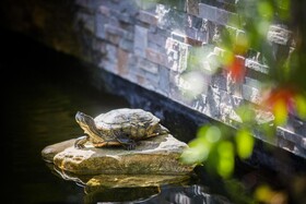 Kokomo Botanical Resort