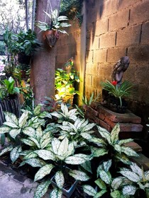 Bann Baimai Boutique Room