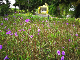 View Dao Jandhra