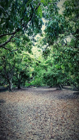 Warakorn Baansuan Amphawa