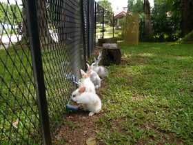 Rabbiz Hill Resort