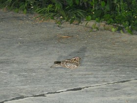 Baan Raisooksangchan
