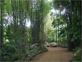 Mom Chailai Forest Retreat