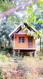 Coconut Garden