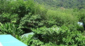 Island Lodge