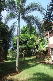 Coconut Villa