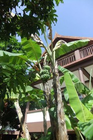 Coconut Villa