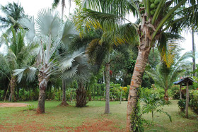 Swiss Sawasdee Koh Mak