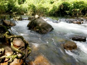 The Forest Home Boutique Resort