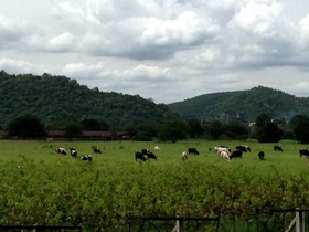 Home Elements Khaoyai